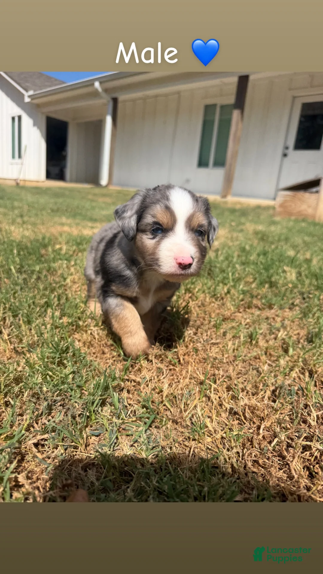 Miniature Australian Shepherd dogs for sale: Miniature Australian Shepherd 1 - Ad 1