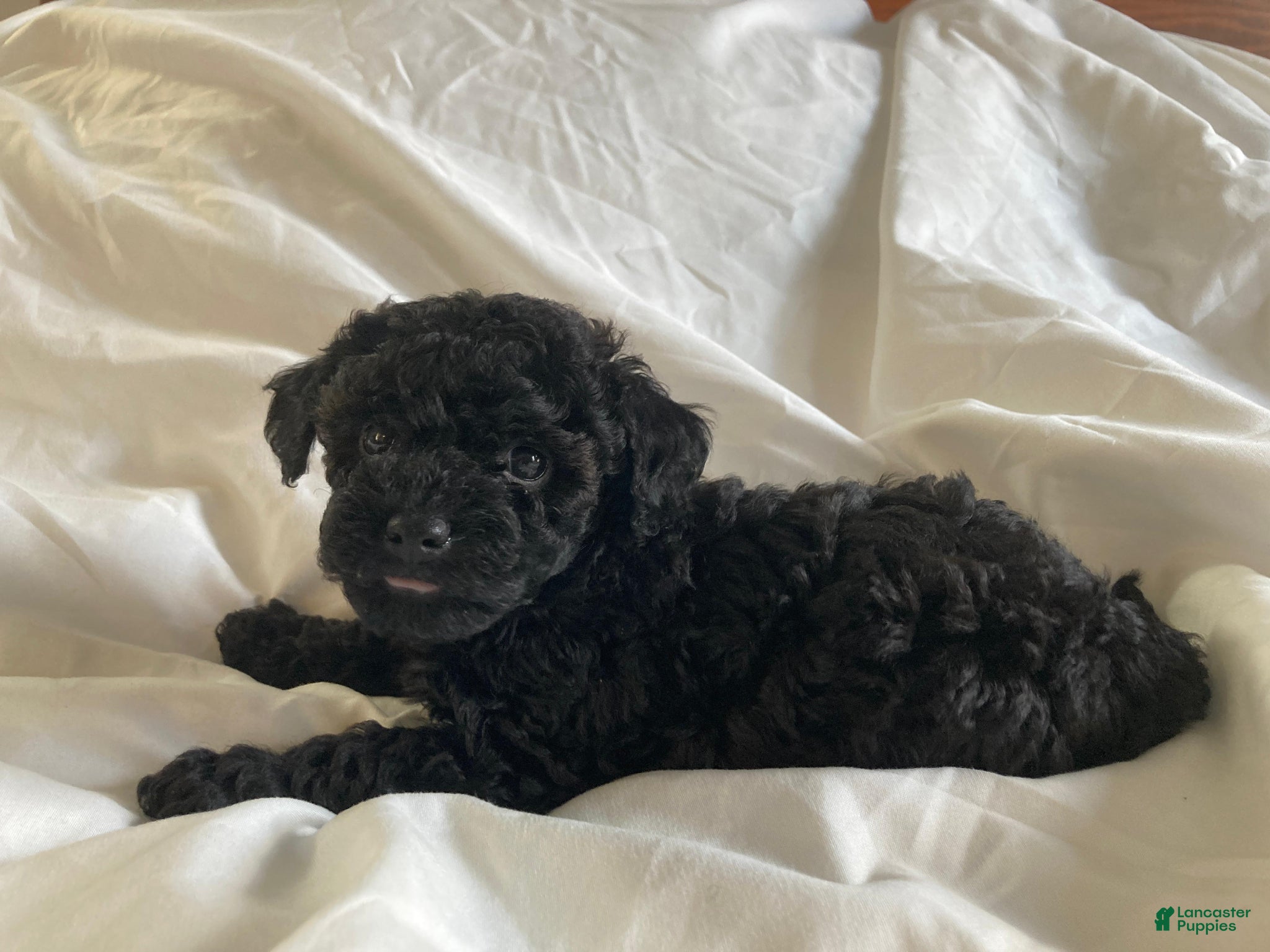Miniature Poodle dogs Shanea - Ad 1