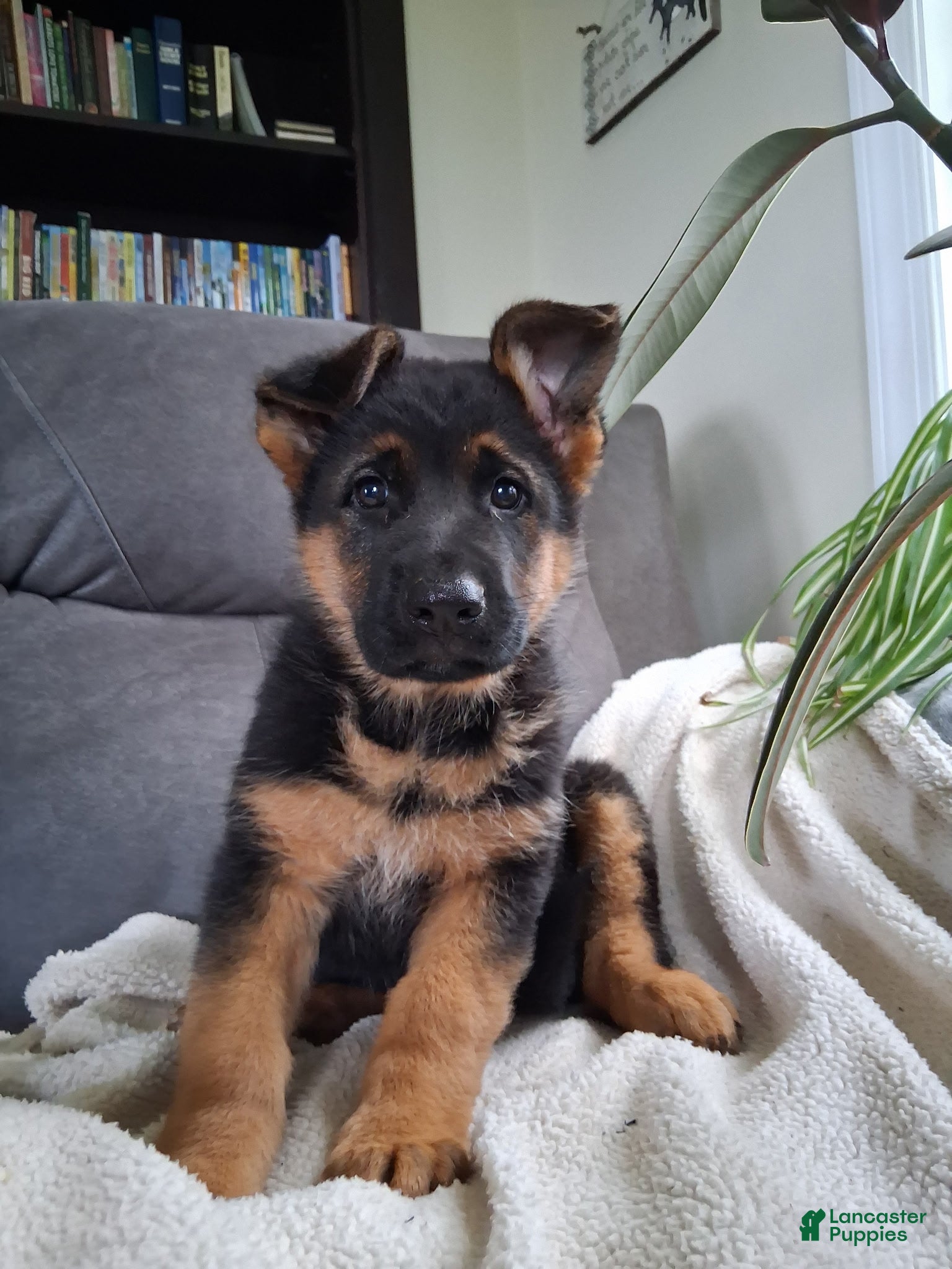 German Shepherd dogs Sasha - Ad 1