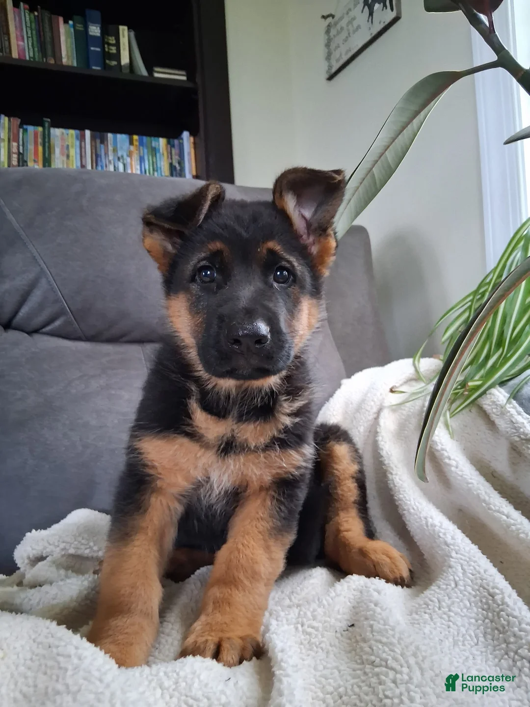 German Shepherd dogs for sale: Sasha - Ad 2