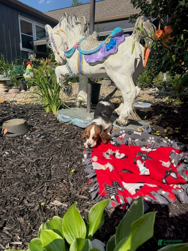 Basset Hound dogs Jackie - Ad 2