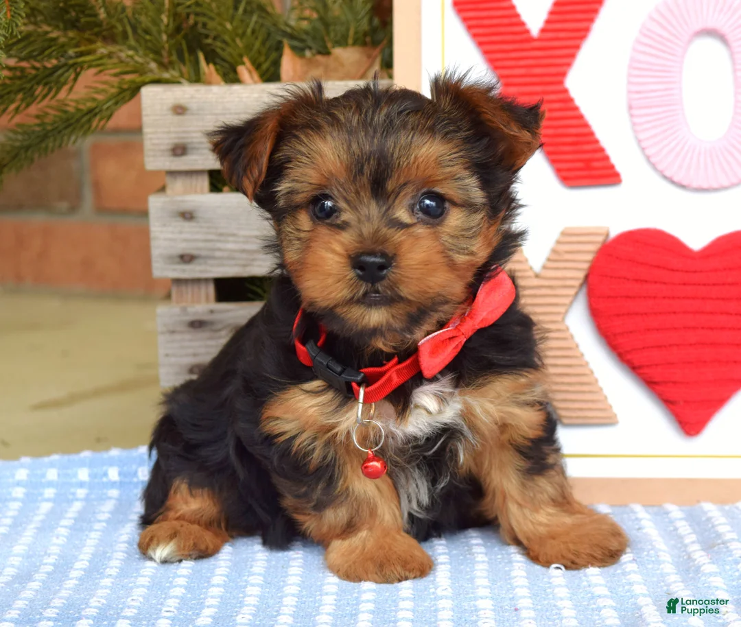 Yorkshire Terrier dogs for sale: Paisley  - Ad 4