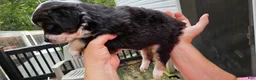 Miniature Australian Shepherd dogs for sale: Miniature Australian Shepherd 5 - Ad 2