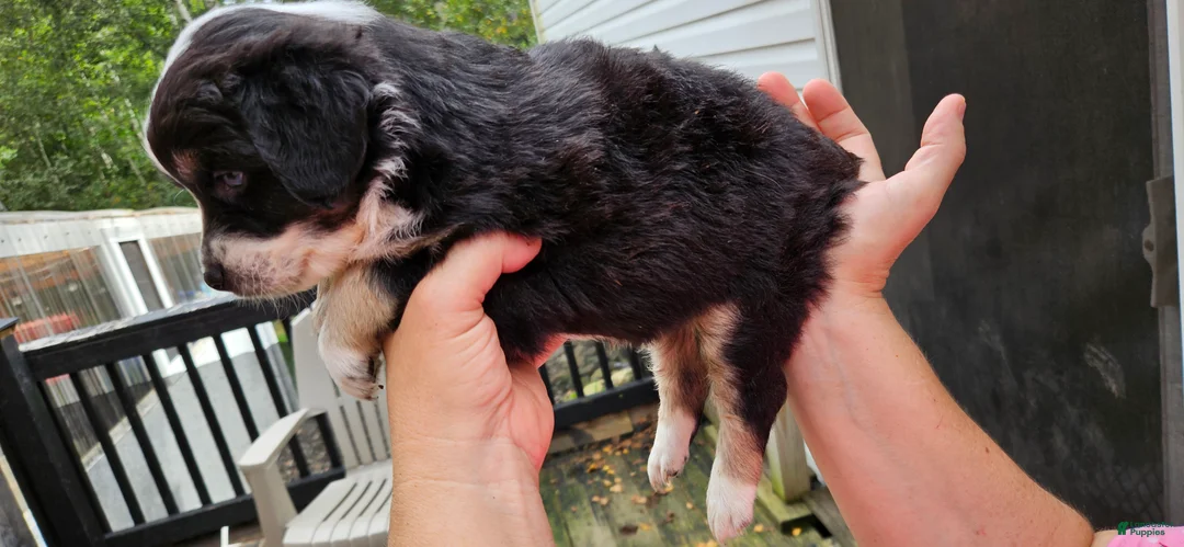 Miniature Australian Shepherd dogs for sale: Miniature Australian Shepherd 5 - Ad 2