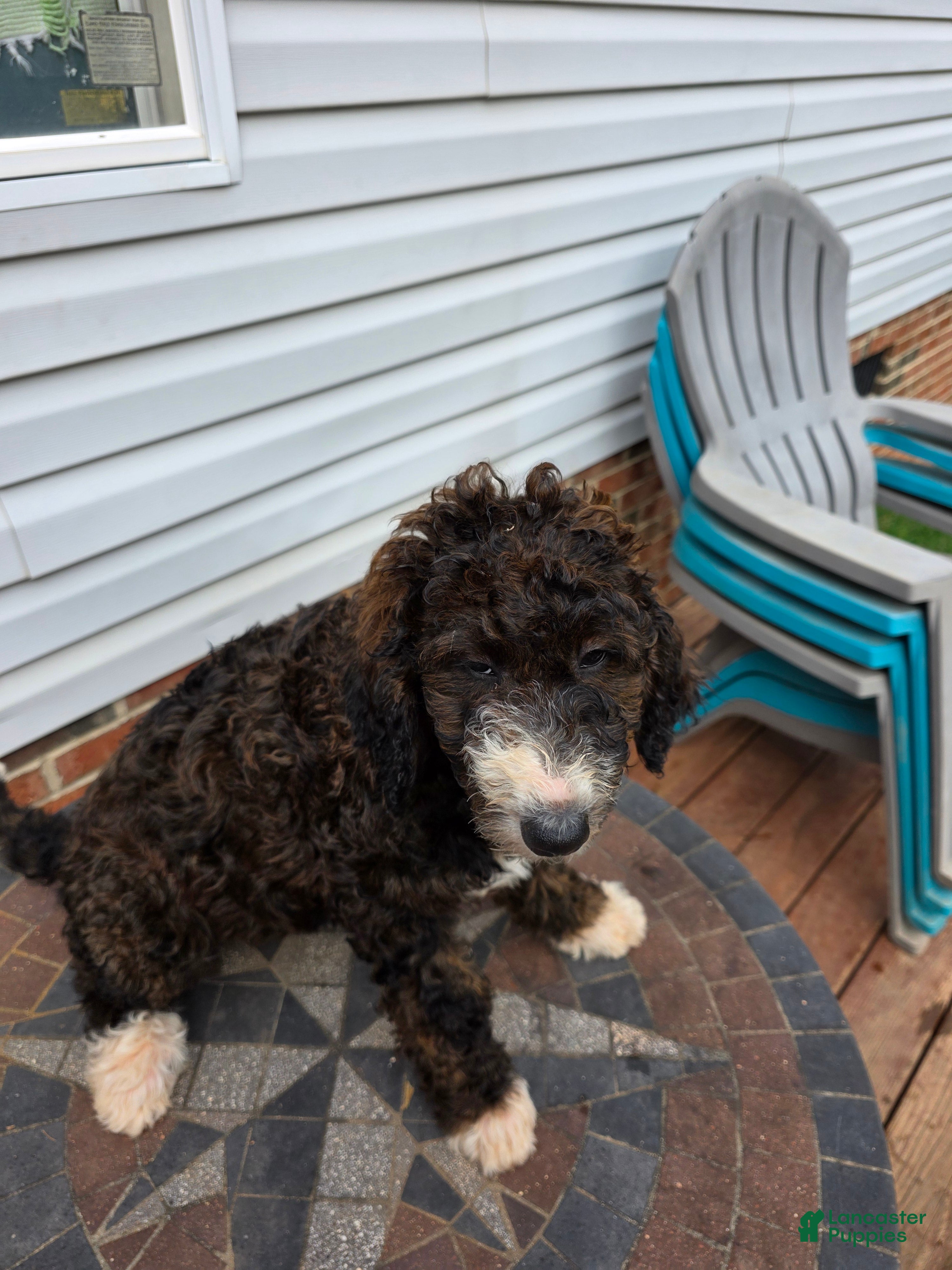 Bernedoodle dogs Daisy - Ad 2