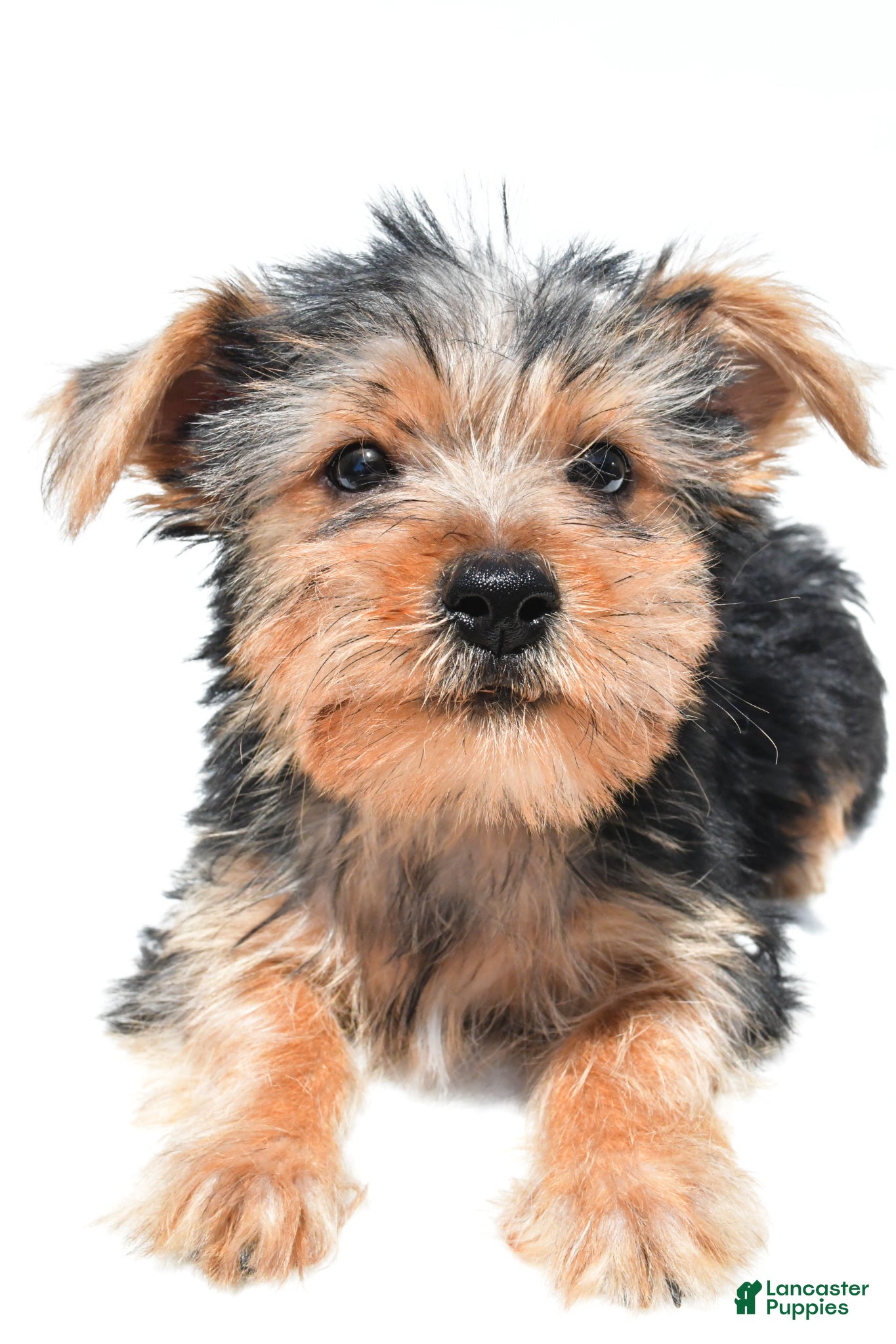 Yochon dogs Jip - Ad 2