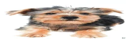 Yochon dogs for sale: Jip - Ad 2