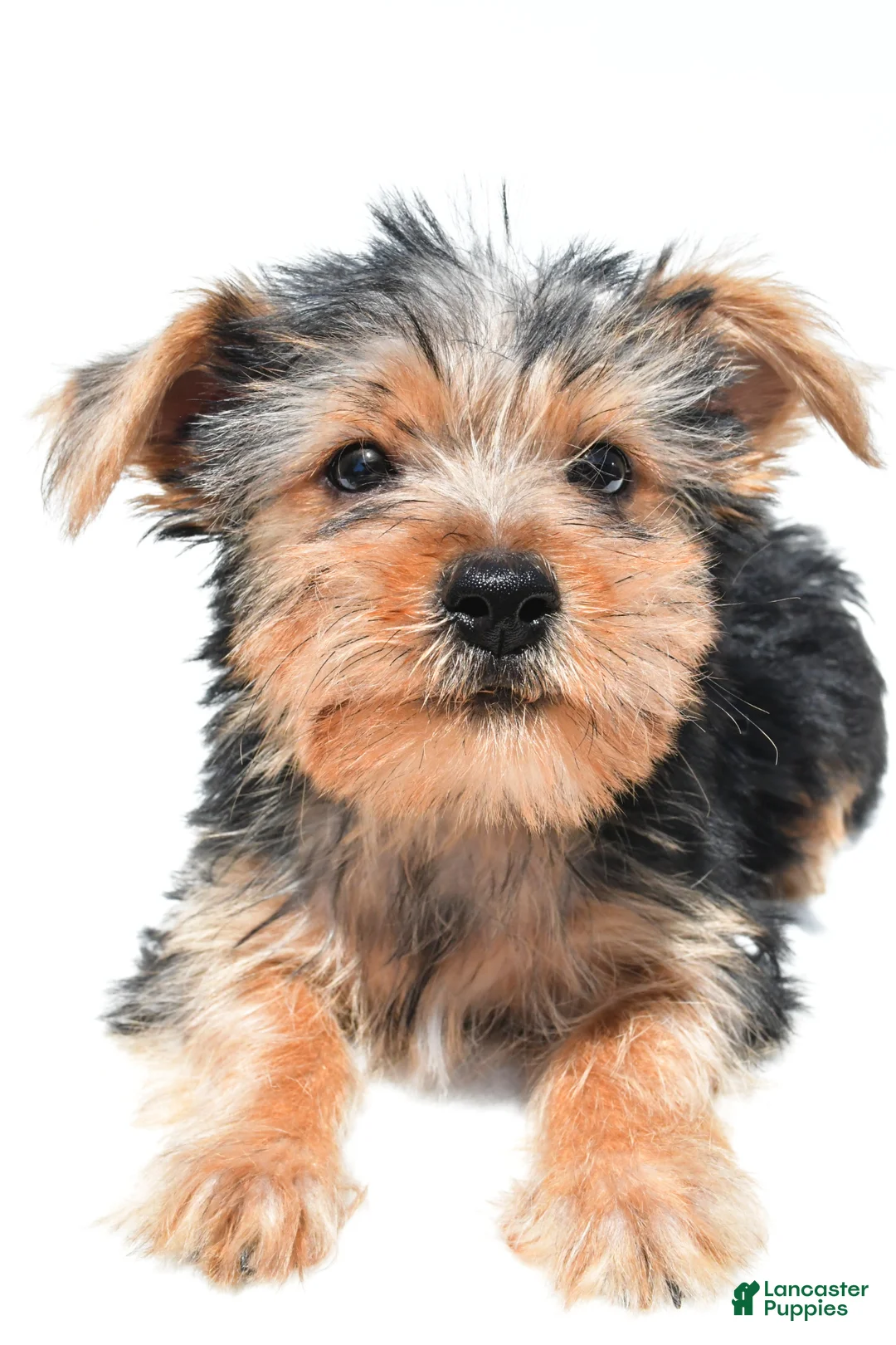 Yochon dogs for sale: Jip - Ad 2