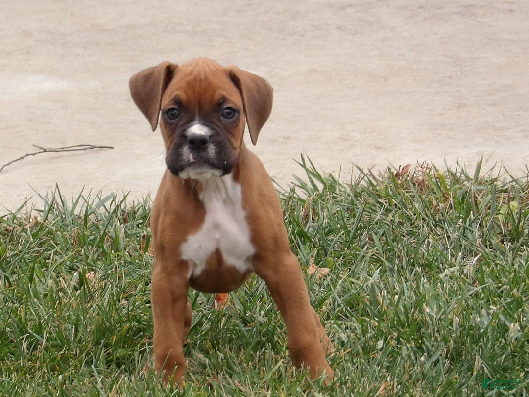 Boxer dogs for sale: Blaze - Ad 5