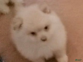 Pomeranian dogs - Ad 23