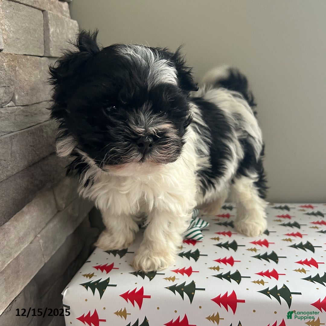 Havanese dogs for sale: Cozy - Ad 2