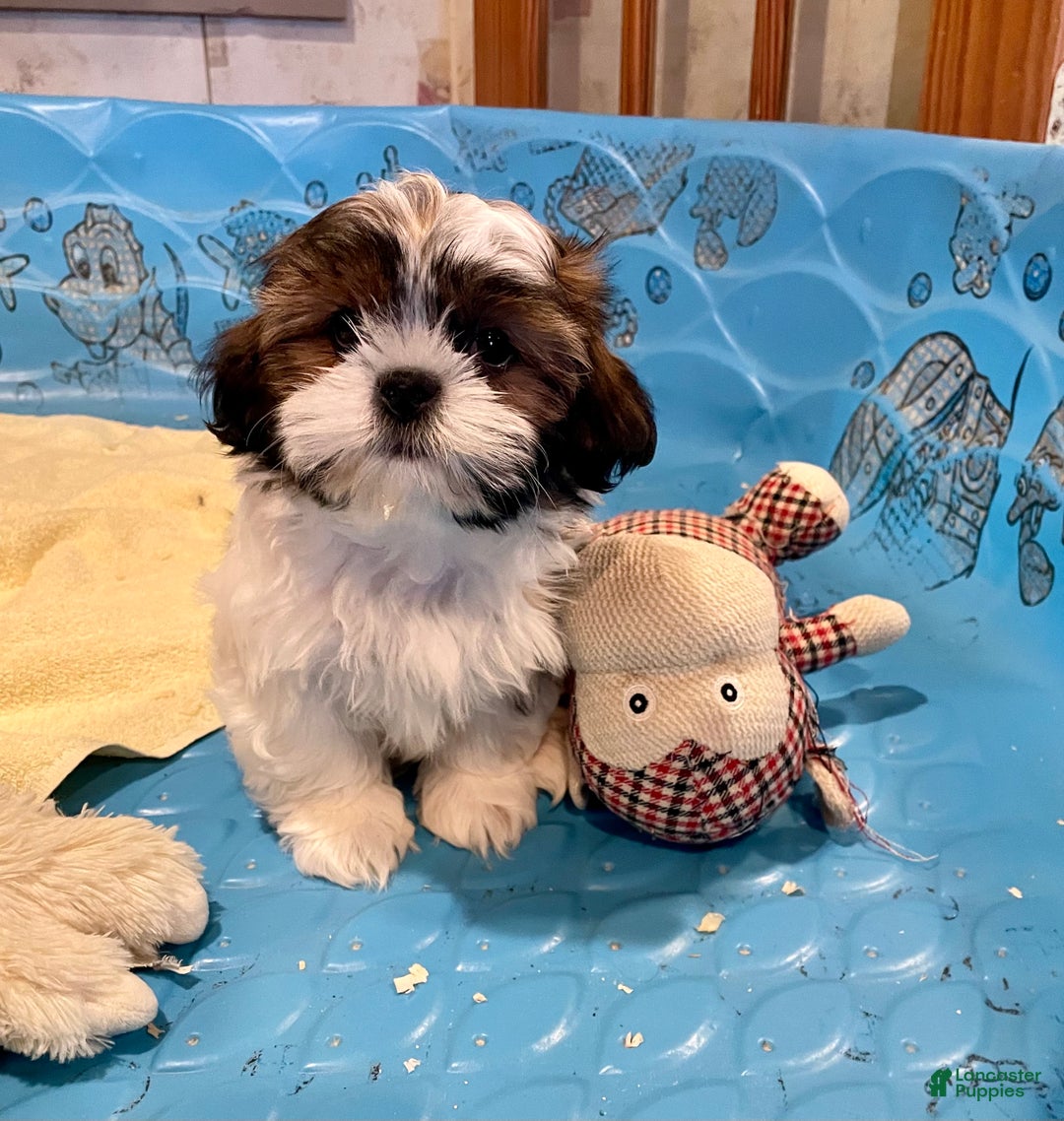 Shih Tzu dogs for sale: Merv - Ad 10
