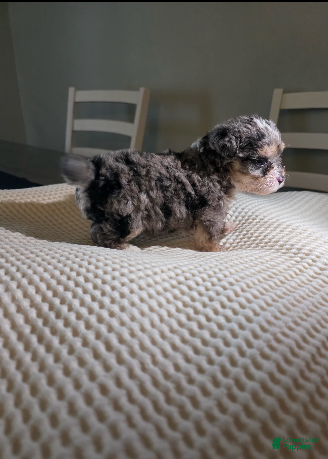 Mixed Breed dogs Bambi - Ad 5