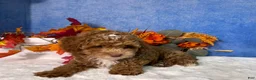 Toy Poodle dogs for sale: Flash - Ad 6