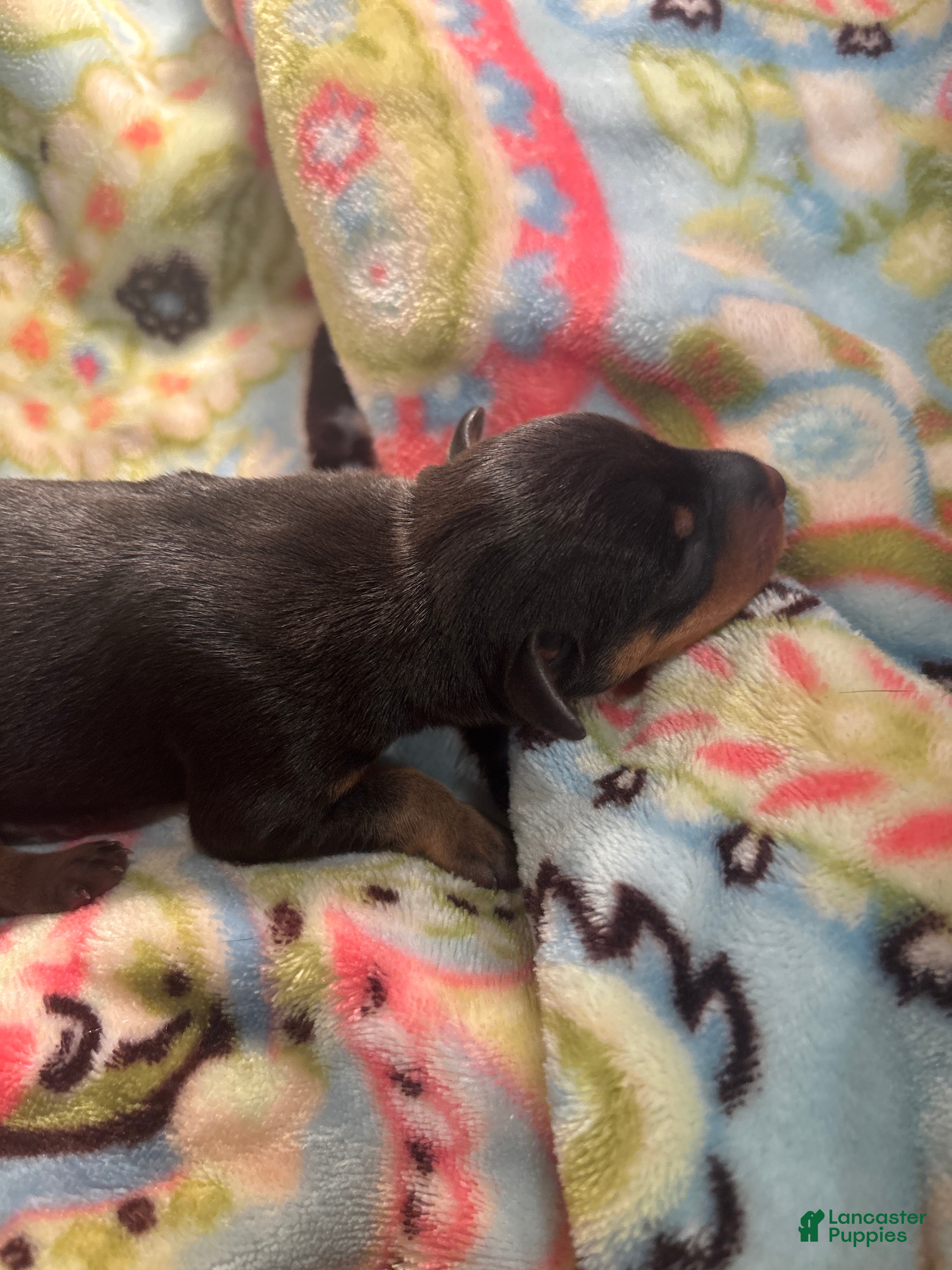 Miniature Pinscher dogs Reese - Ad 42