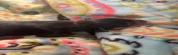 Miniature Pinscher dogs for sale: Reese - Ad 1