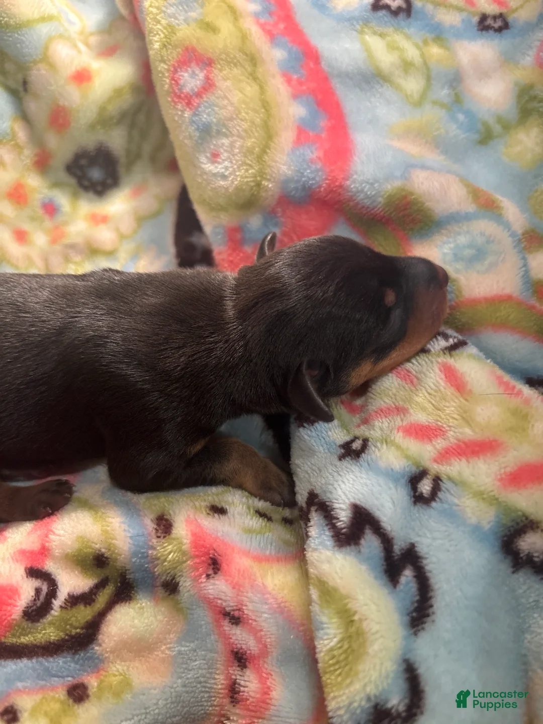 Miniature Pinscher dogs for sale: Reese - Ad 1
