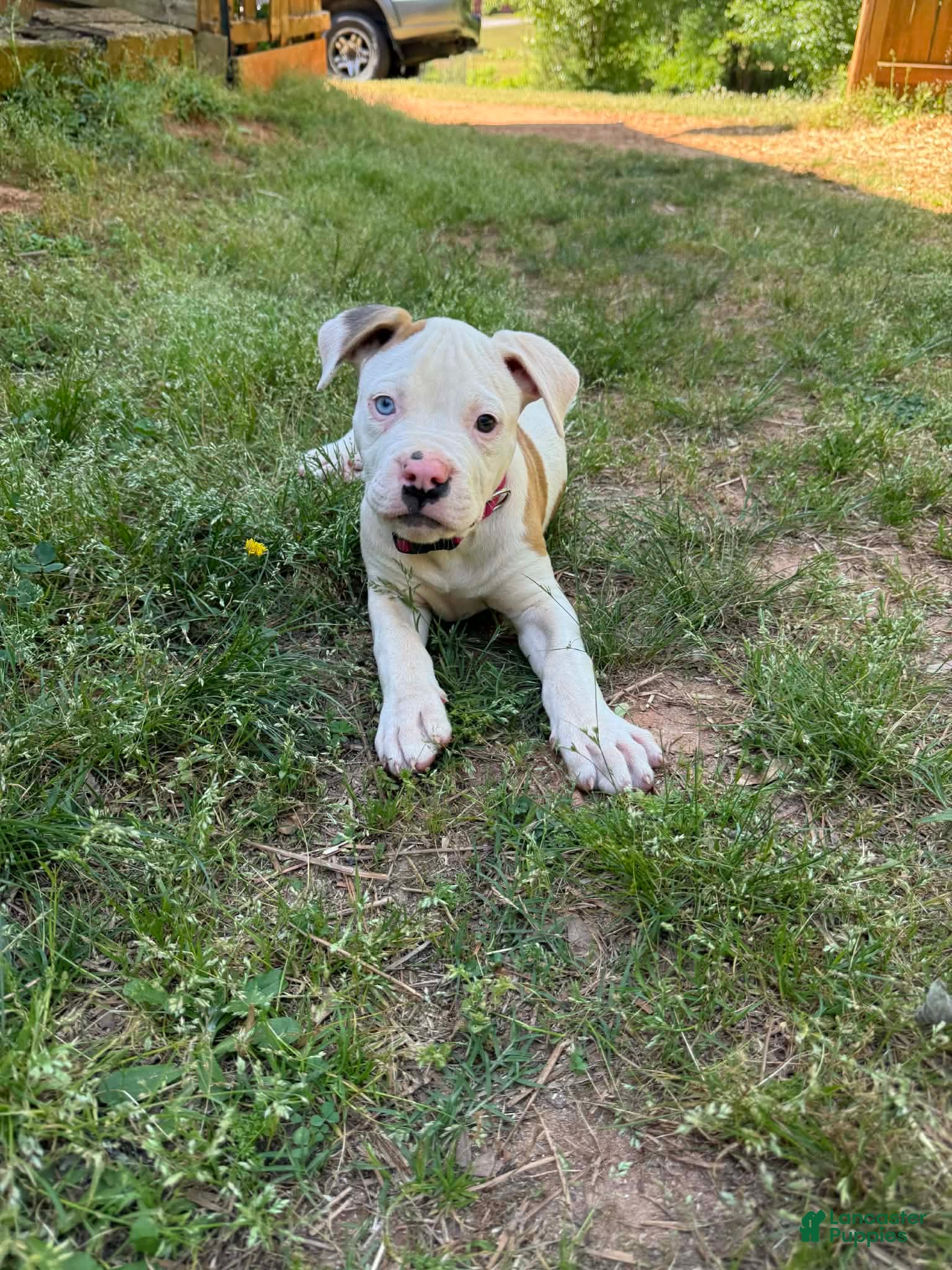 American Bulldog dogs Boss - Ad 1