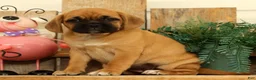 Puggle dogs for sale: Maddison - Ad 3