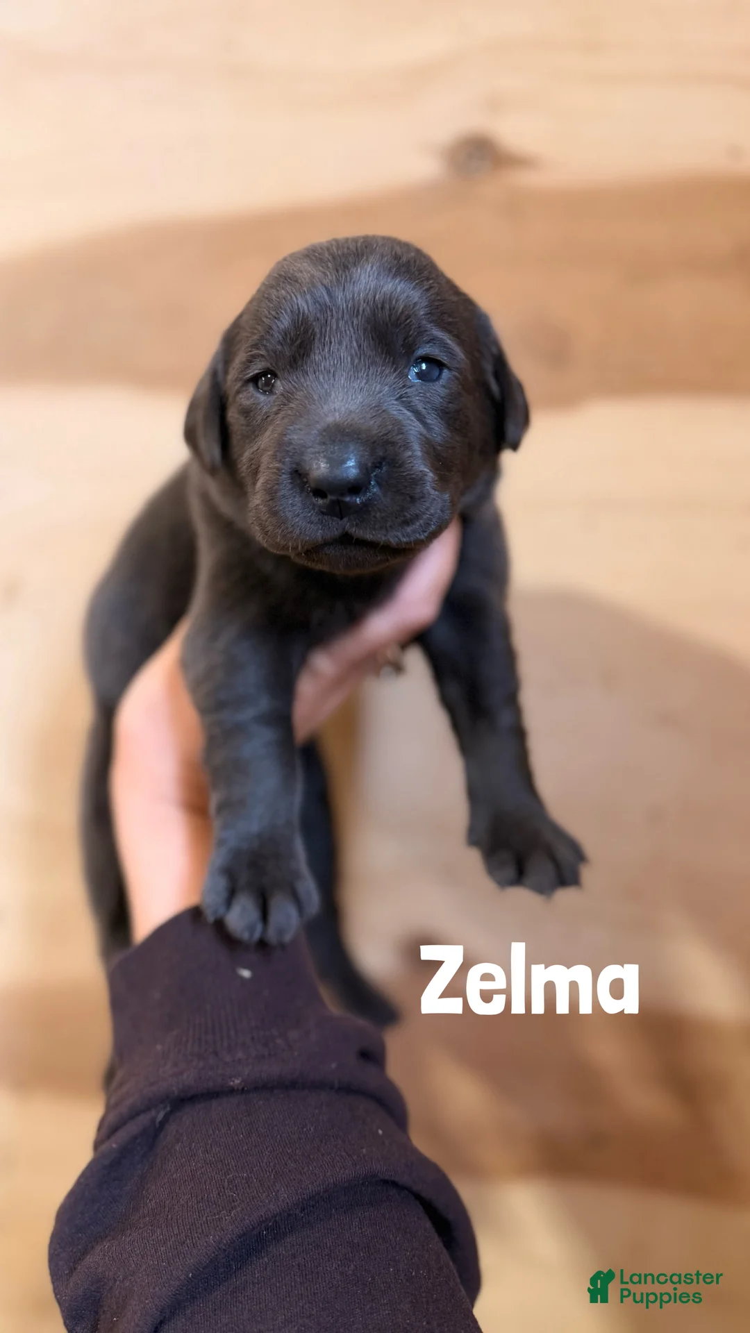 Labrador Retriever dogs for sale: Zelma - Ad 1