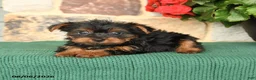 Yorkshire Terrier dogs for sale: Hollister - Ad 3