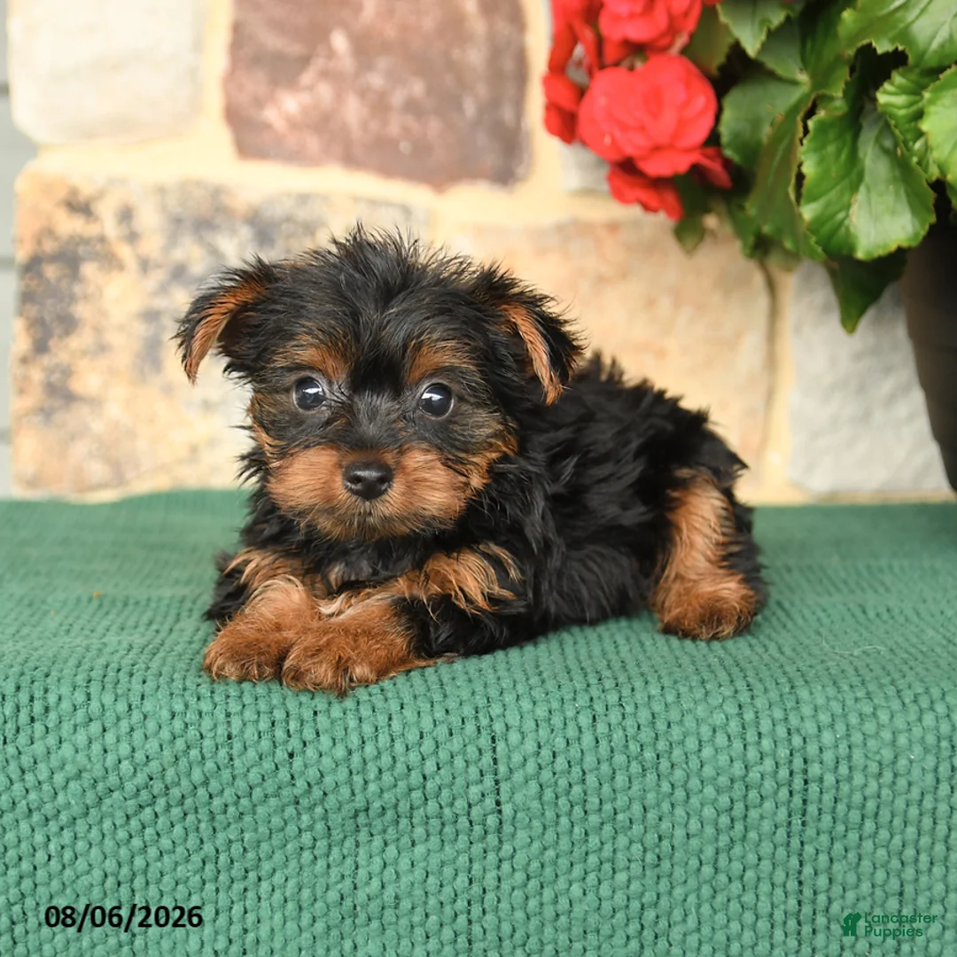 Yorkshire Terrier dogs for sale: Hollister - Ad 3