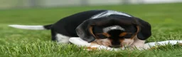 Beagle dogs for sale:  Cypress 🦴🐶 - Ad 6