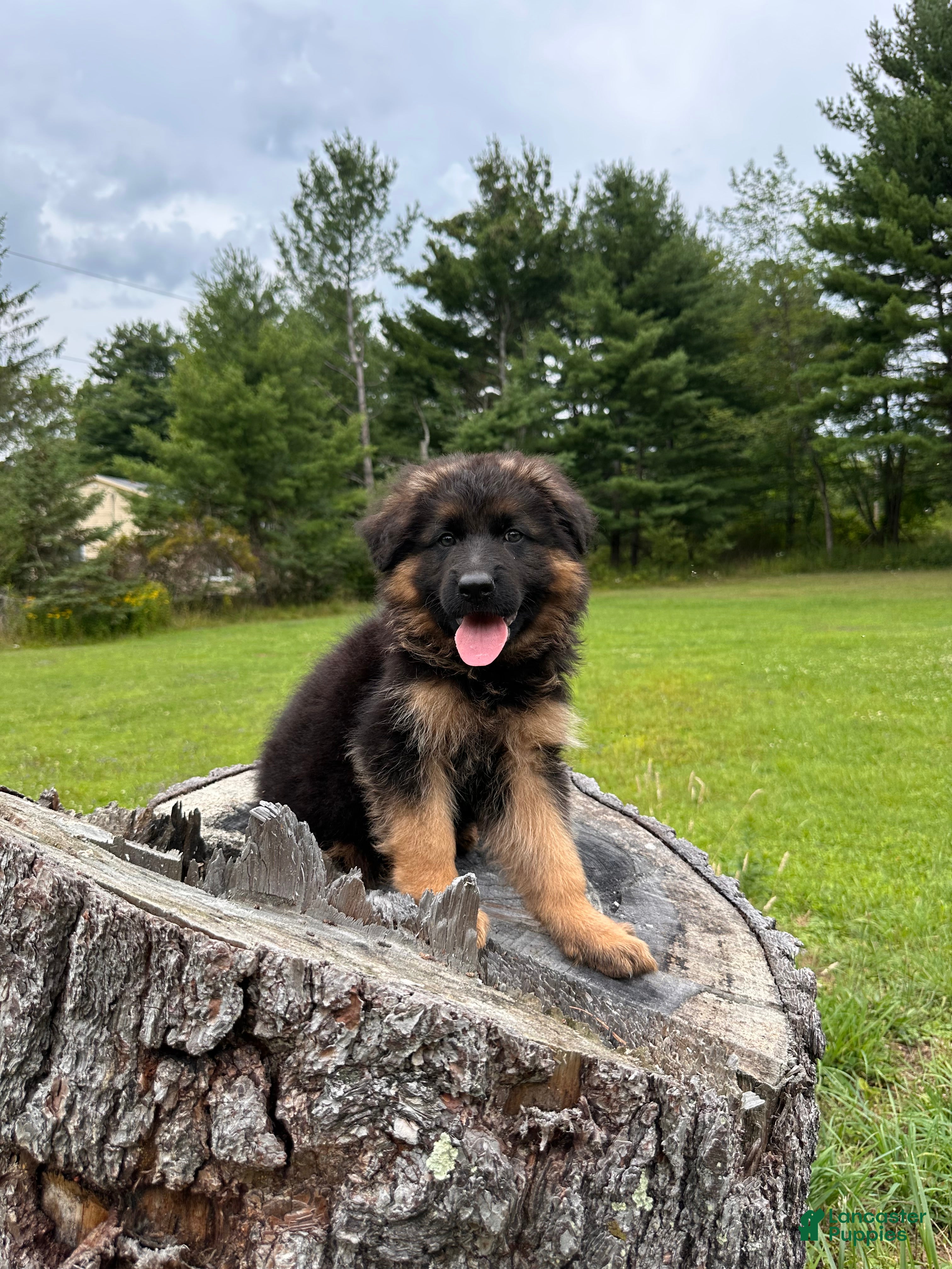 German Shepherd dogs Jasper - Ad 1