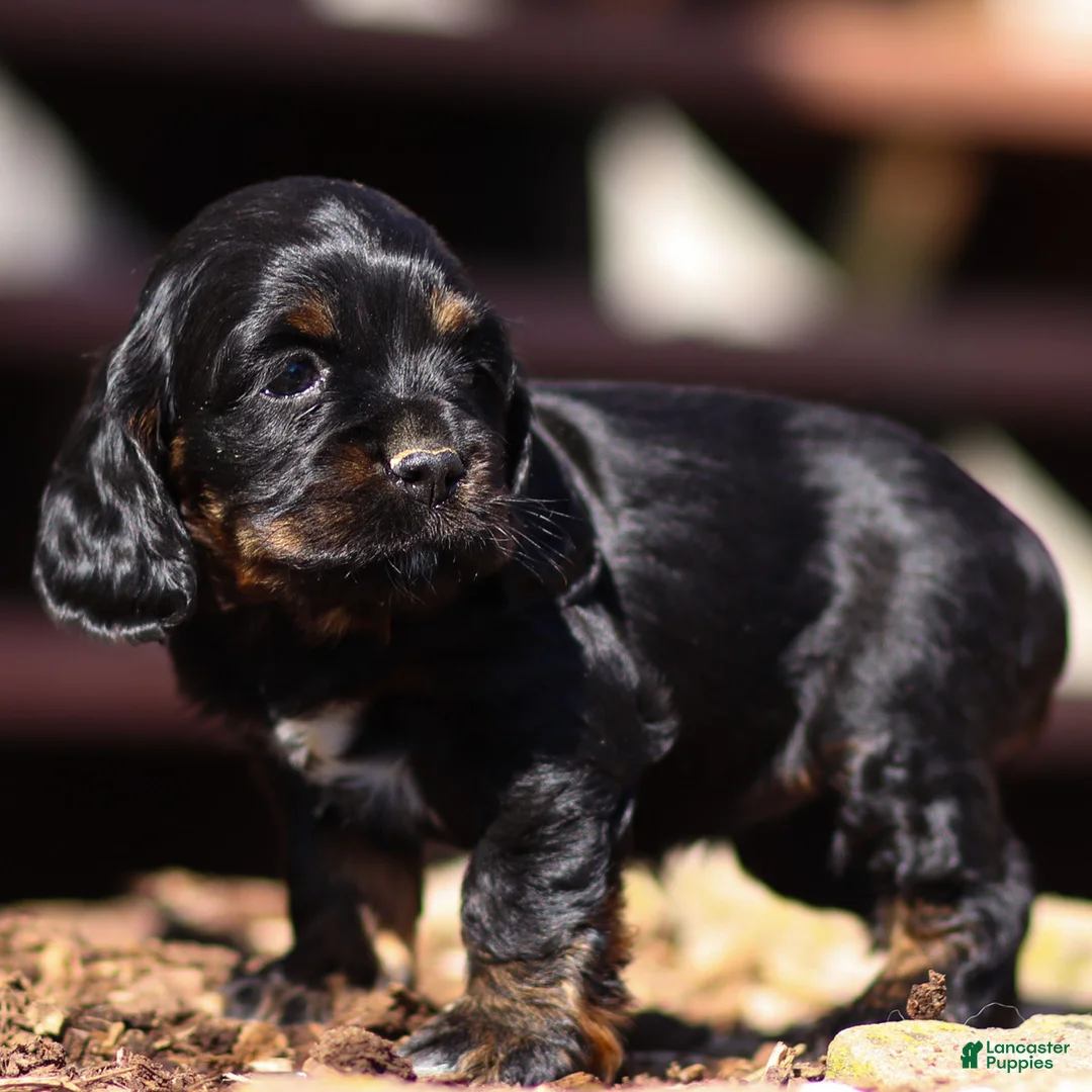 Cocker Spaniel dogs for sale: Sunnie Cocker Spaniel Puppy  - Ad 1