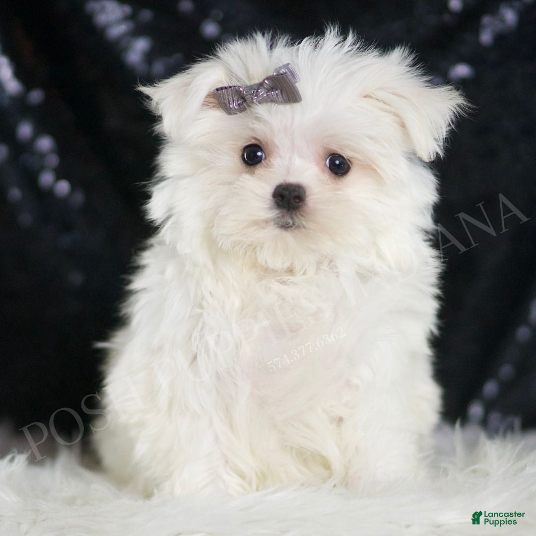 Maltese dogs Bunnie - Ad 1