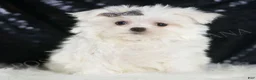 Maltese dogs for sale: Bunnie - Ad 1