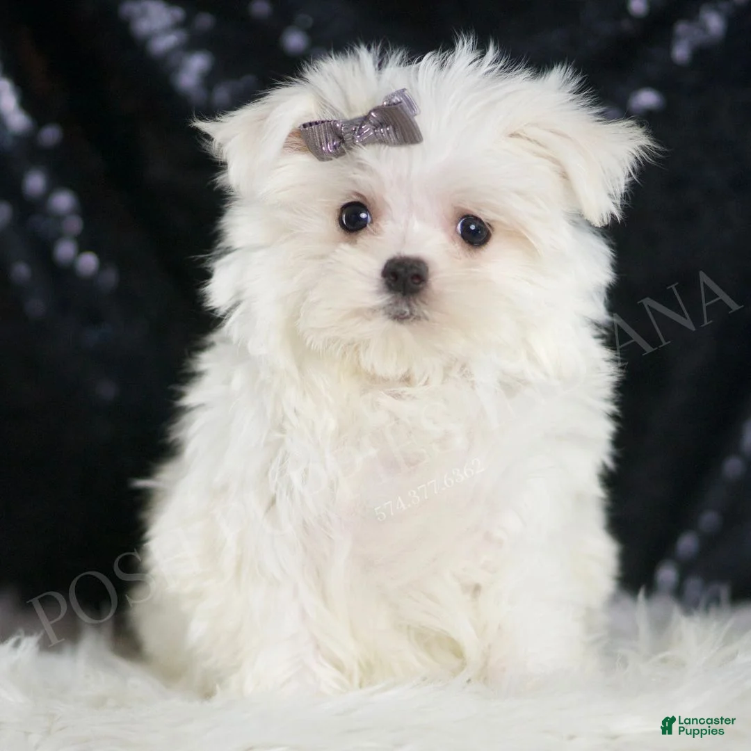 Maltese dogs for sale: Bunnie - Ad 1