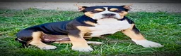 American Bully dogs for sale: American Bully Puppy 1 - Ad 37