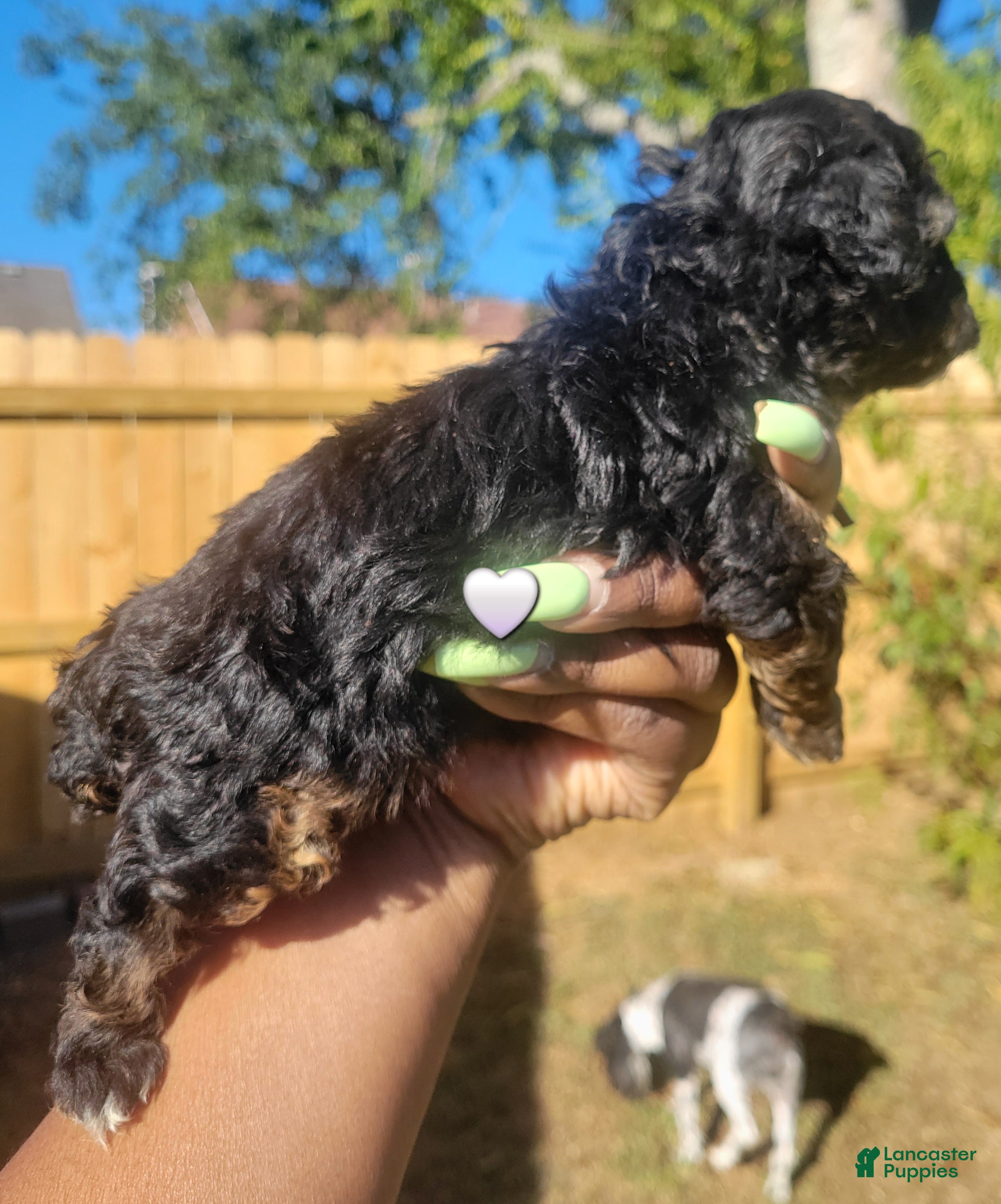 Toy Poodle dogs for sale: Toy Poodle 3 - Ad 2