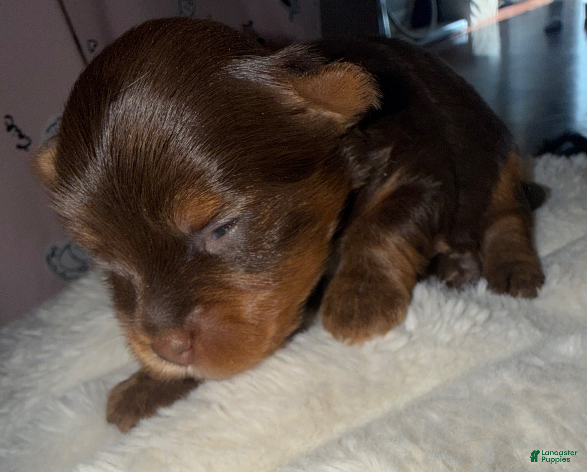 Yorkshire Terrier dogs Truffle - Ad 1