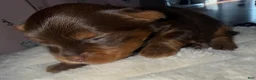 Yorkshire Terrier dogs for sale: Truffle - Ad 1