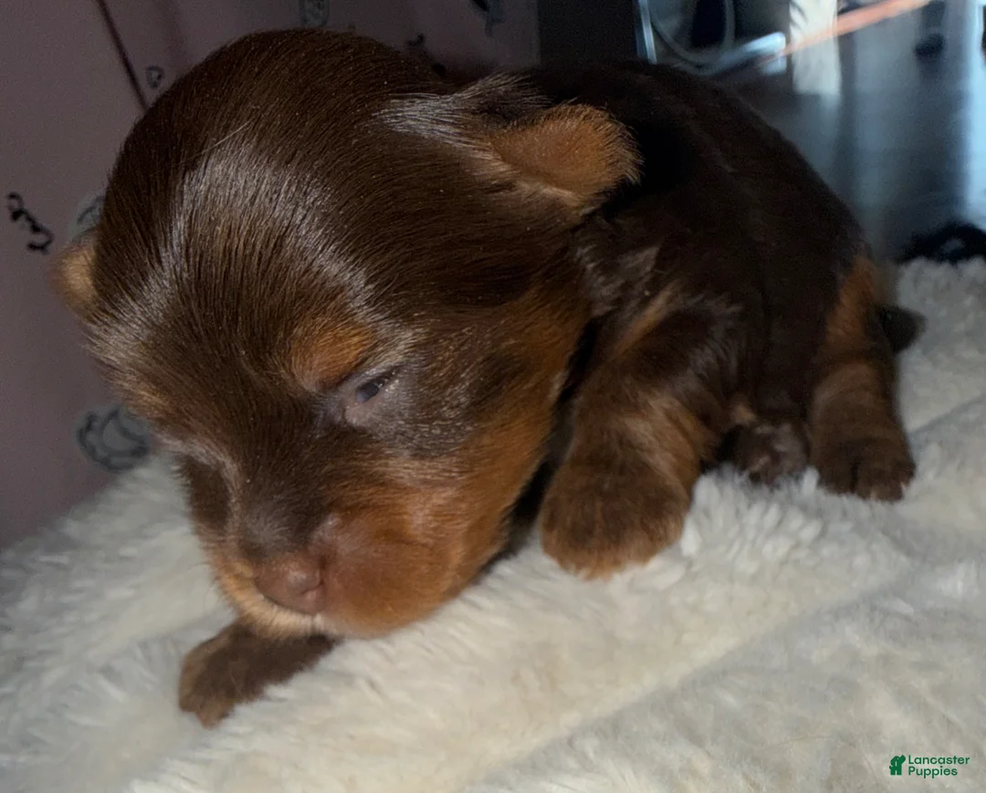 Yorkshire Terrier dogs for sale: Truffle - Ad 1