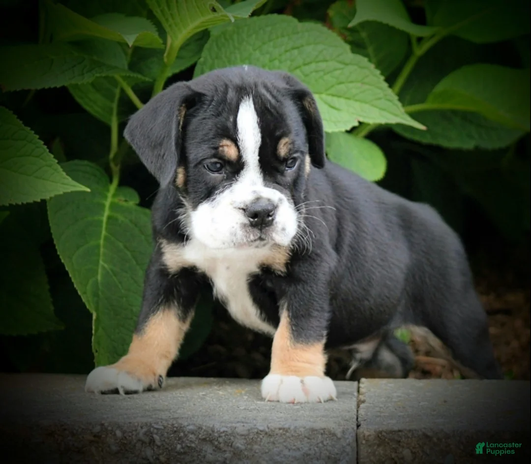 Beabull dogs for sale: Leo - Ad 1