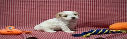 Maltipoo dogs for sale: Diane - Ad 6