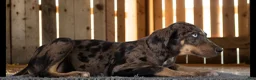 Catahoula Leopard Dog dogs for sale: Tracy II 2026 Male 2 - Ad 12