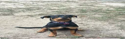 Rottweiler dogs for sale: Rottweiler 1 - Ad 4