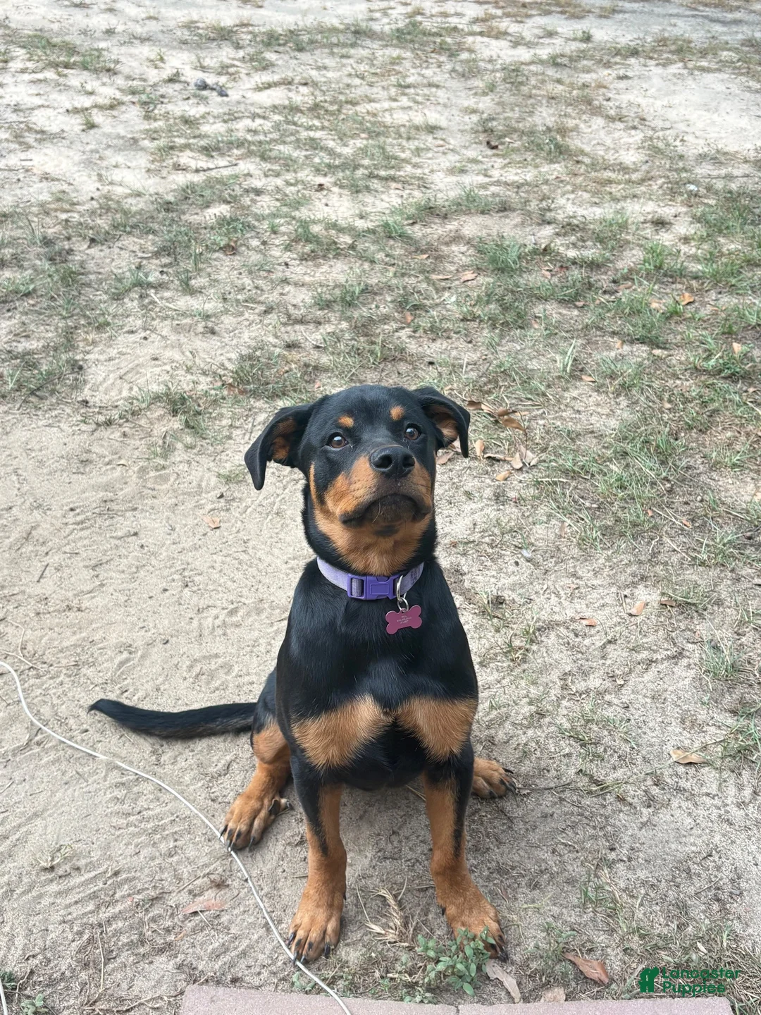 Rottweiler dogs for sale: Rottweiler 1 - Ad 4