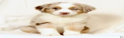 Miniature Australian Shepherd dogs for sale: Leo - Ad 8