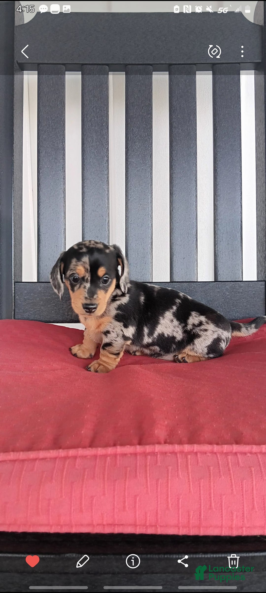 Dachshund dogs Jewel - Ad 1