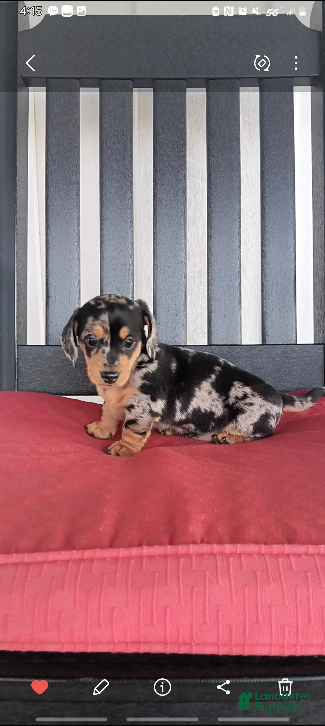Dachshund dogs for sale: Jewel - Ad 1