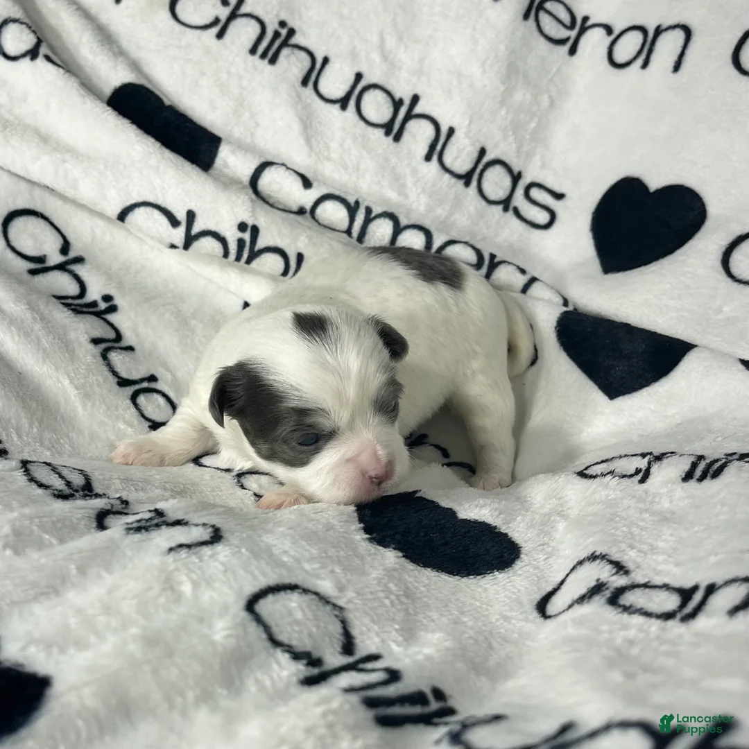 Chihuahua dogs for sale: Gabriel Blue Spotted - Ad 2