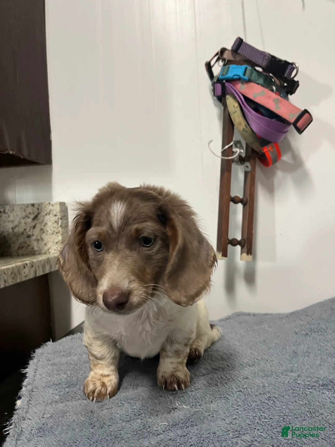 Miniature Dachshund dogs for sale: Nico - Ad 2
