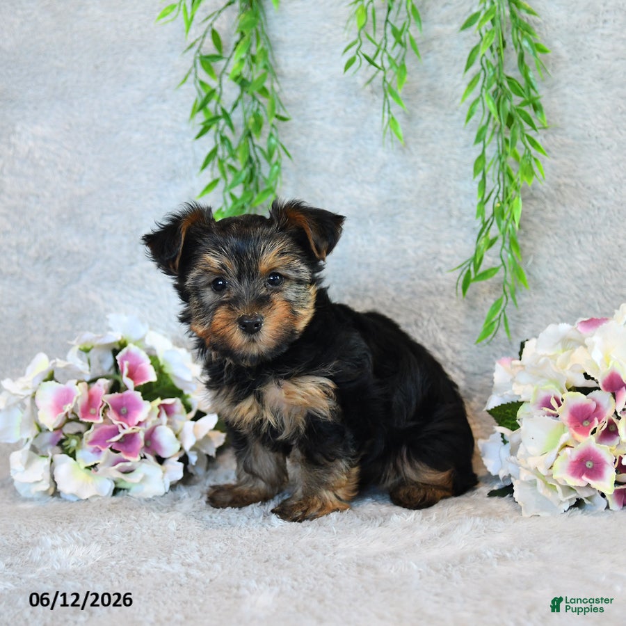 Yorkshire Terrier dogs Carolyn - Ad 2