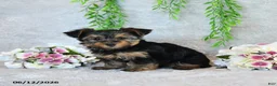 Yorkshire Terrier dogs for sale: Carolyn - Ad 2