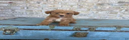 Miniature Labradoodle dogs for sale: Bentley  - Ad 6